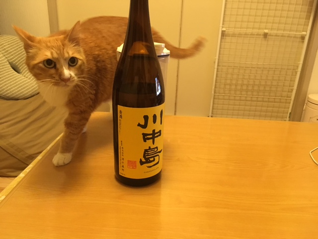 日本酒と猫